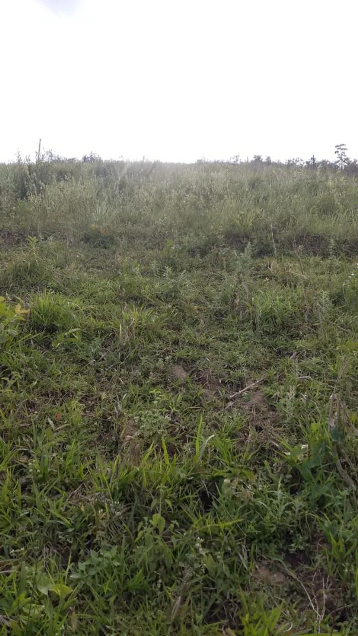 Terreno em frexeira  - Foto 5