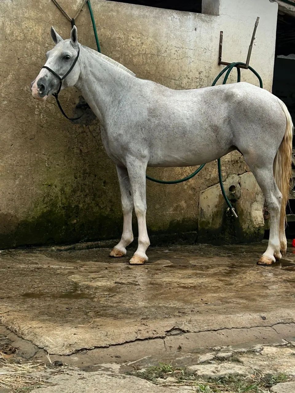 Égua mangalarga 
