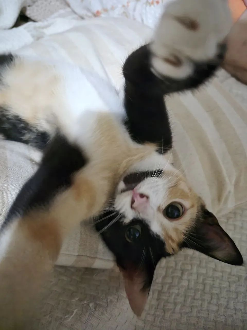 Gatinha linda