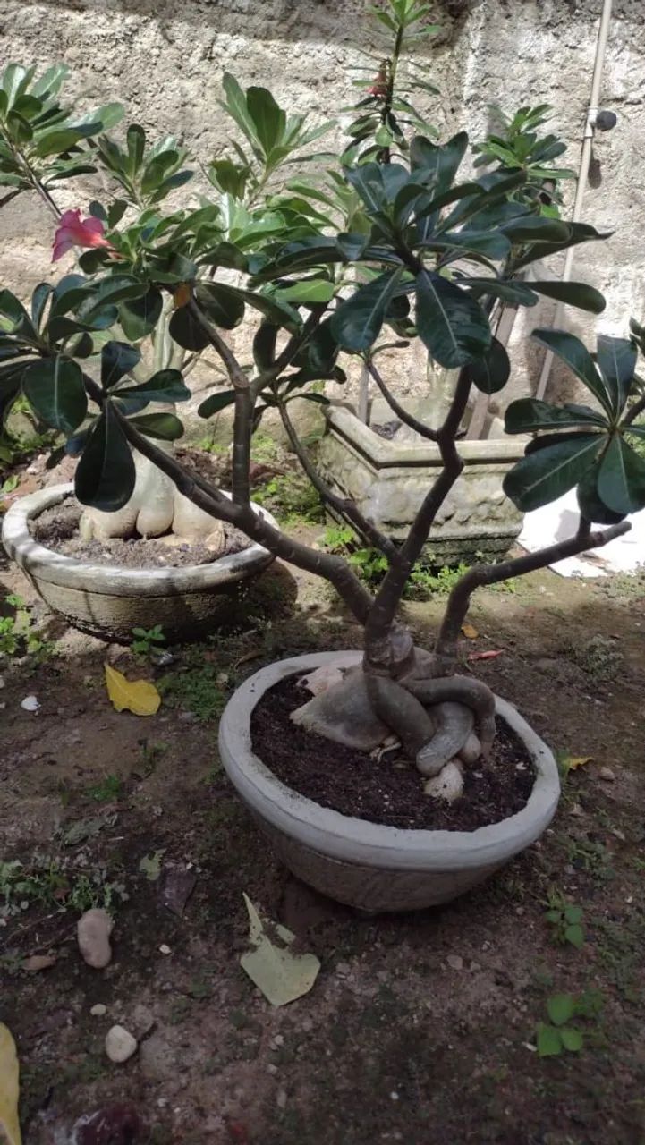 Flor do Deserto  - Foto 2
