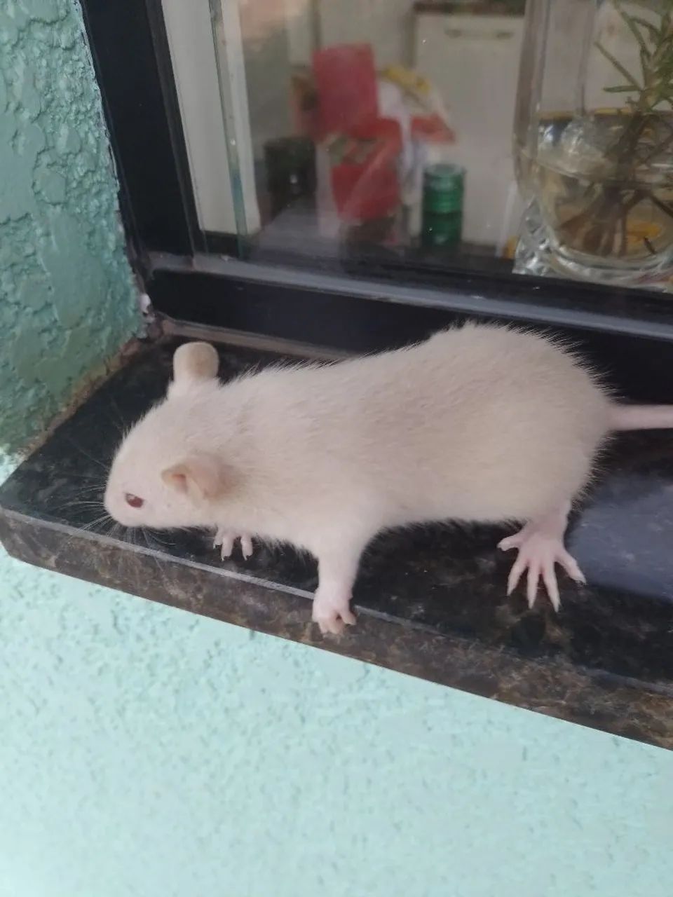 Twister filhotes  - Foto 6