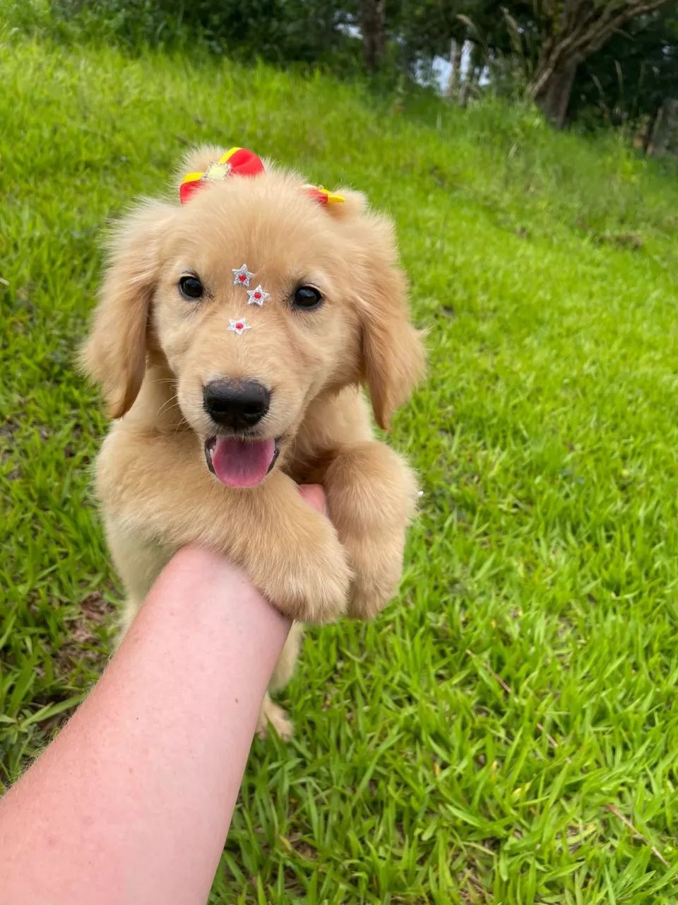 Golden retriever fêmea 