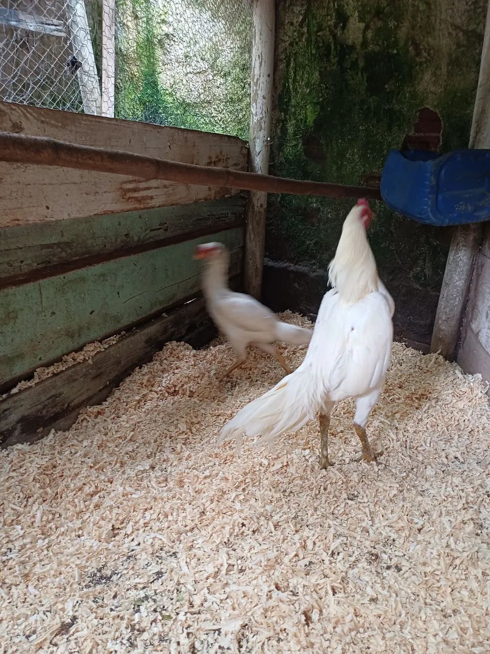 Animais  - Foto 2