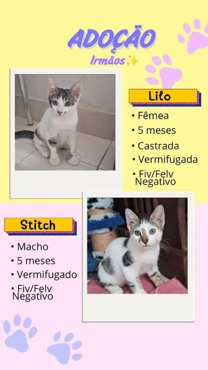 Adoção filhotes - Foto 4