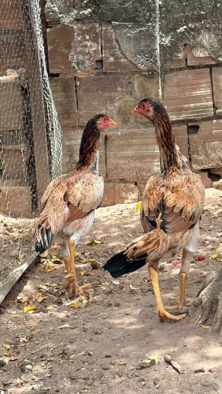 Galo e Frangas  - Foto 5