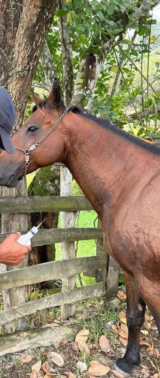 Égua Quarto De Milha  - Foto 2