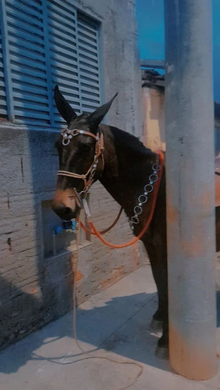 Burro a venda ou faço negócio em egua  - Foto 6