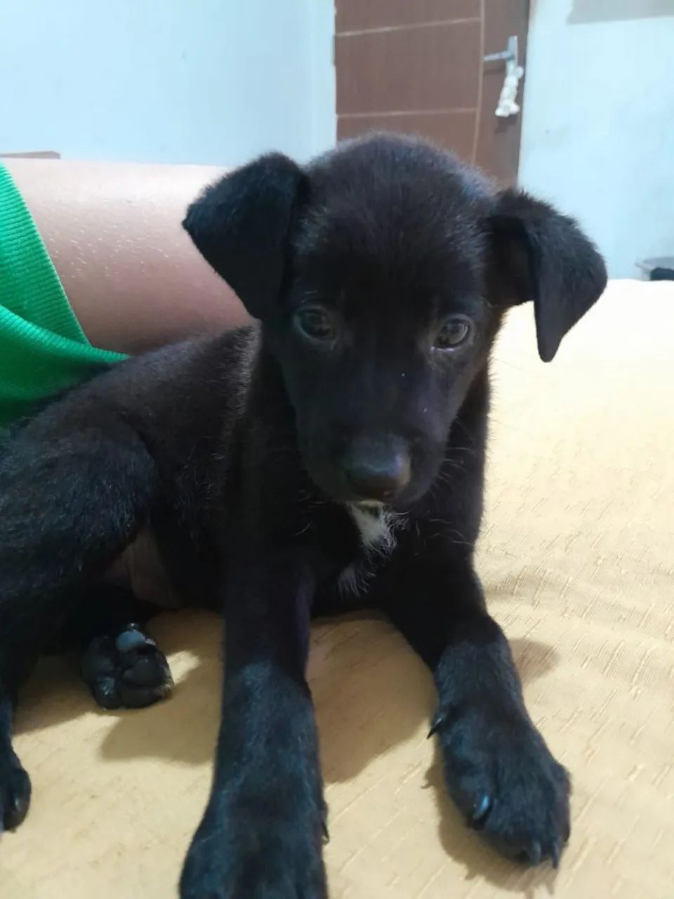 Vende-se cachorro  - Foto 2