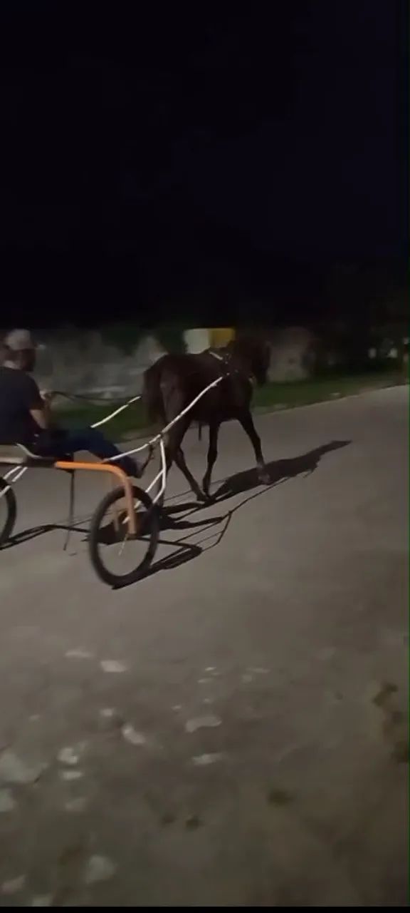Cavalos 