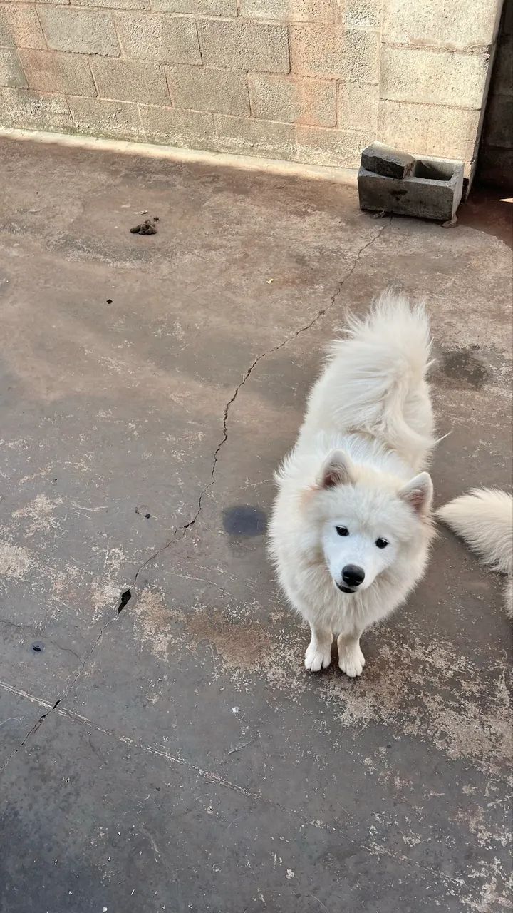 Samoieda Macho