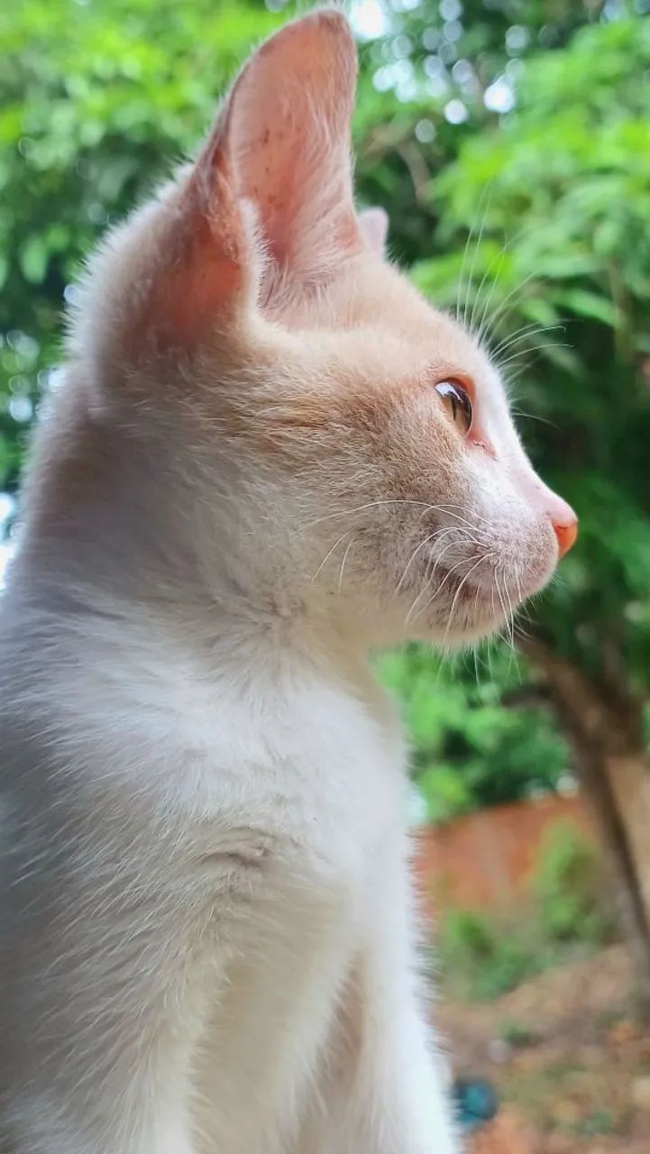 Adoção  - Foto 3