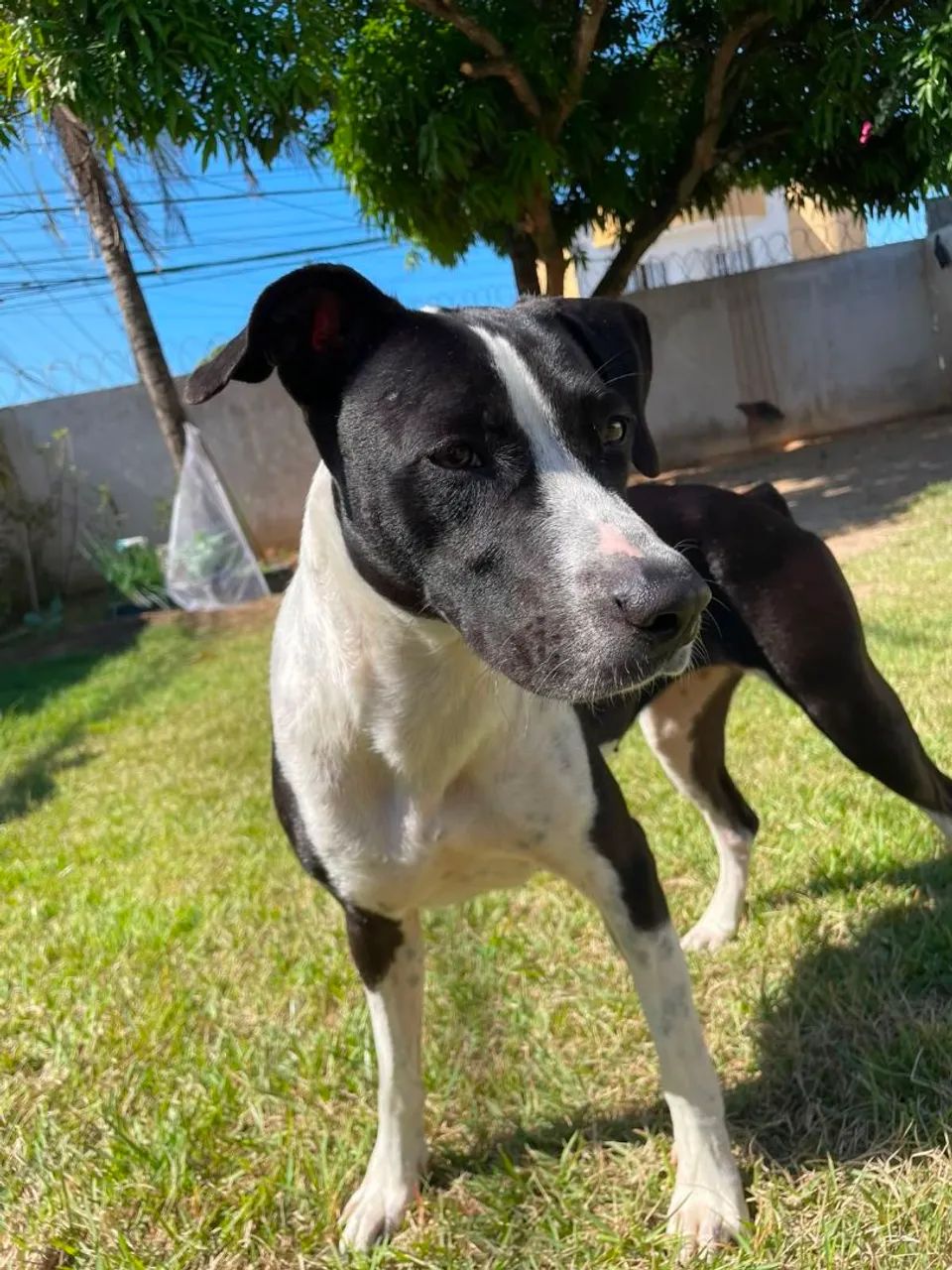 Doação de cachorra  - Foto 2