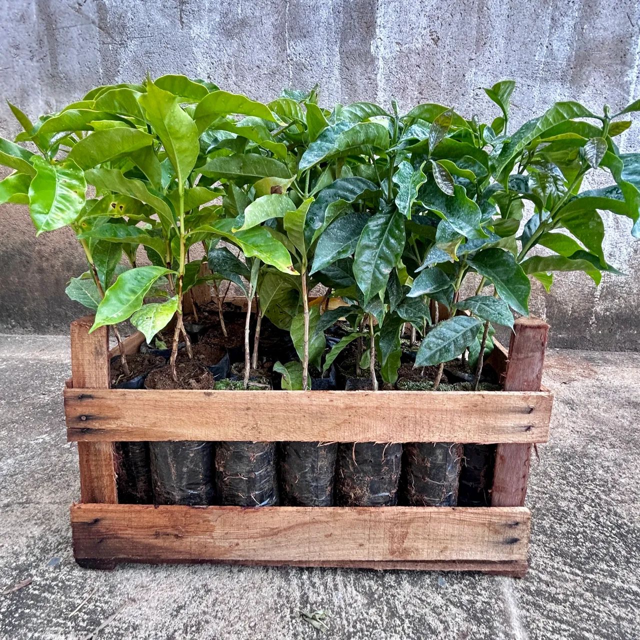 Kit 28 Mudas de Café Arábica 