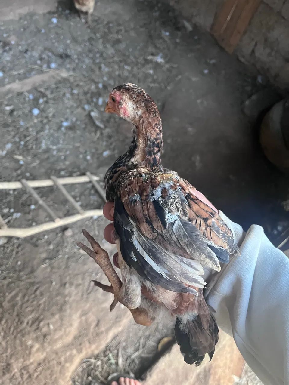 Galinha caipira