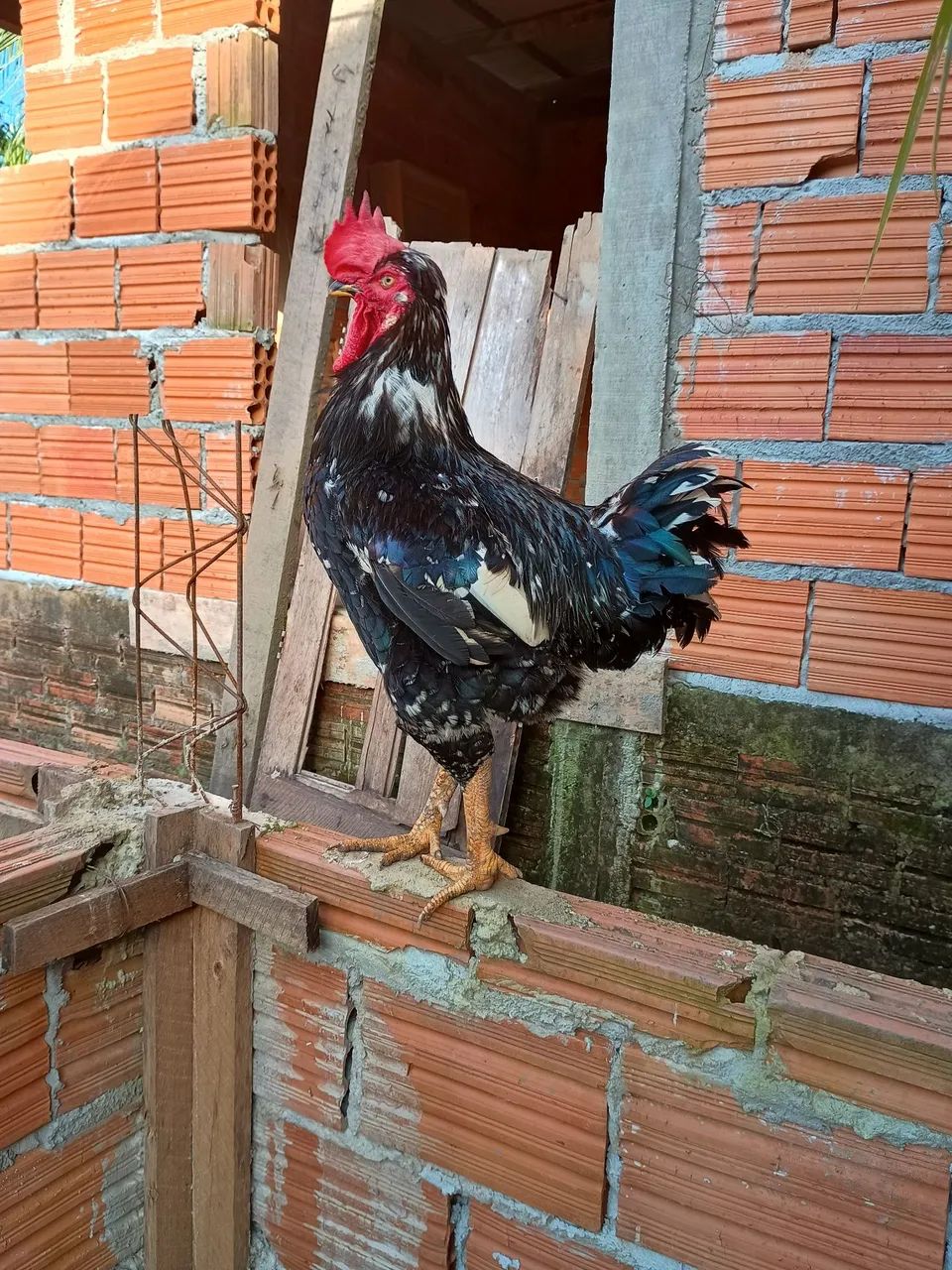 Galo Gsb  - Foto 2
