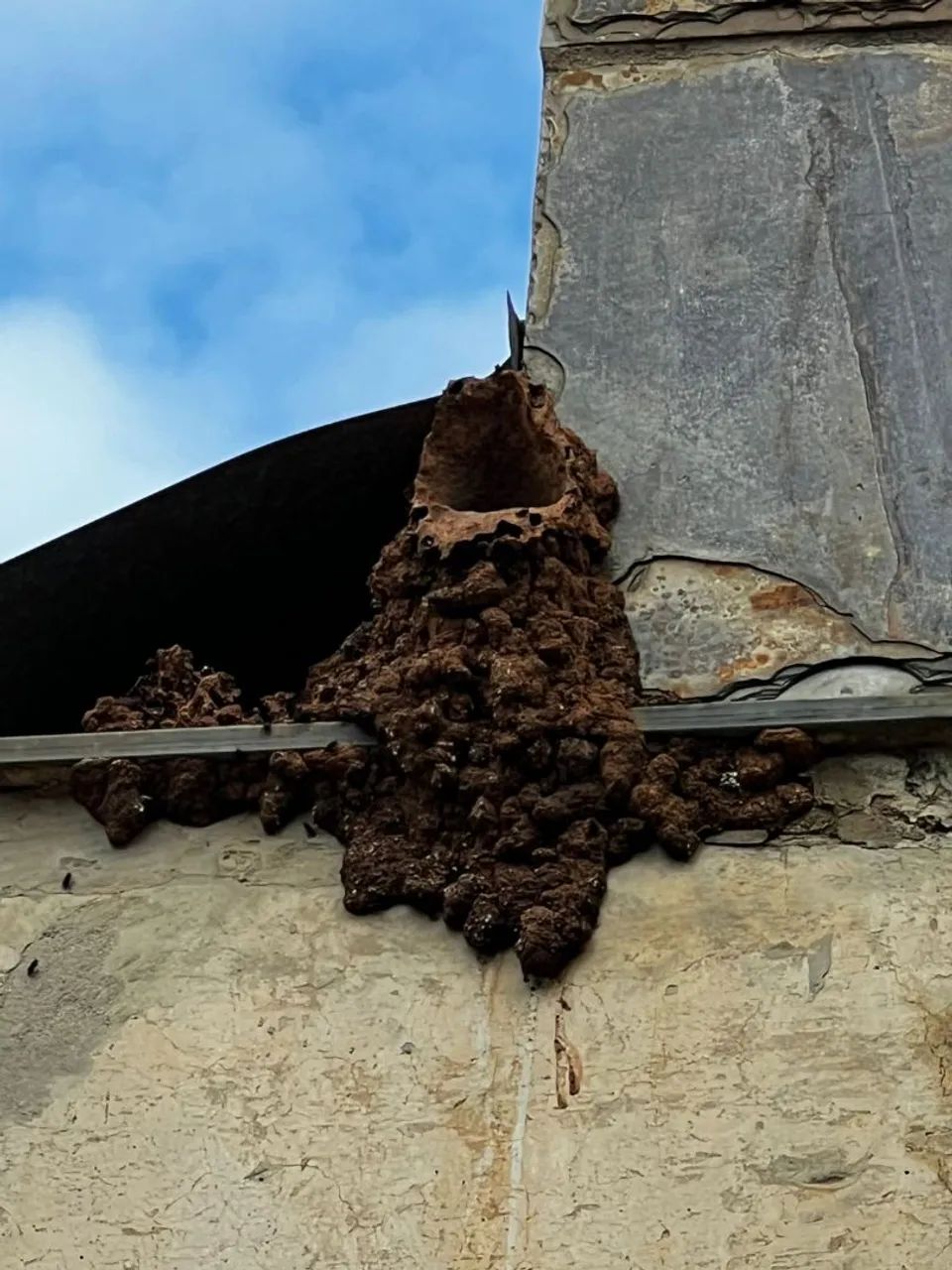 Remoção de abelha e. Marinbomdo vespas etc. - Foto 6