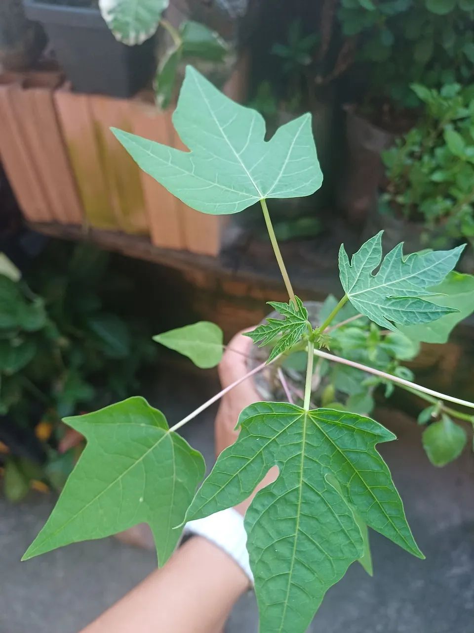 Plantas e mudas de Mamoeiro 