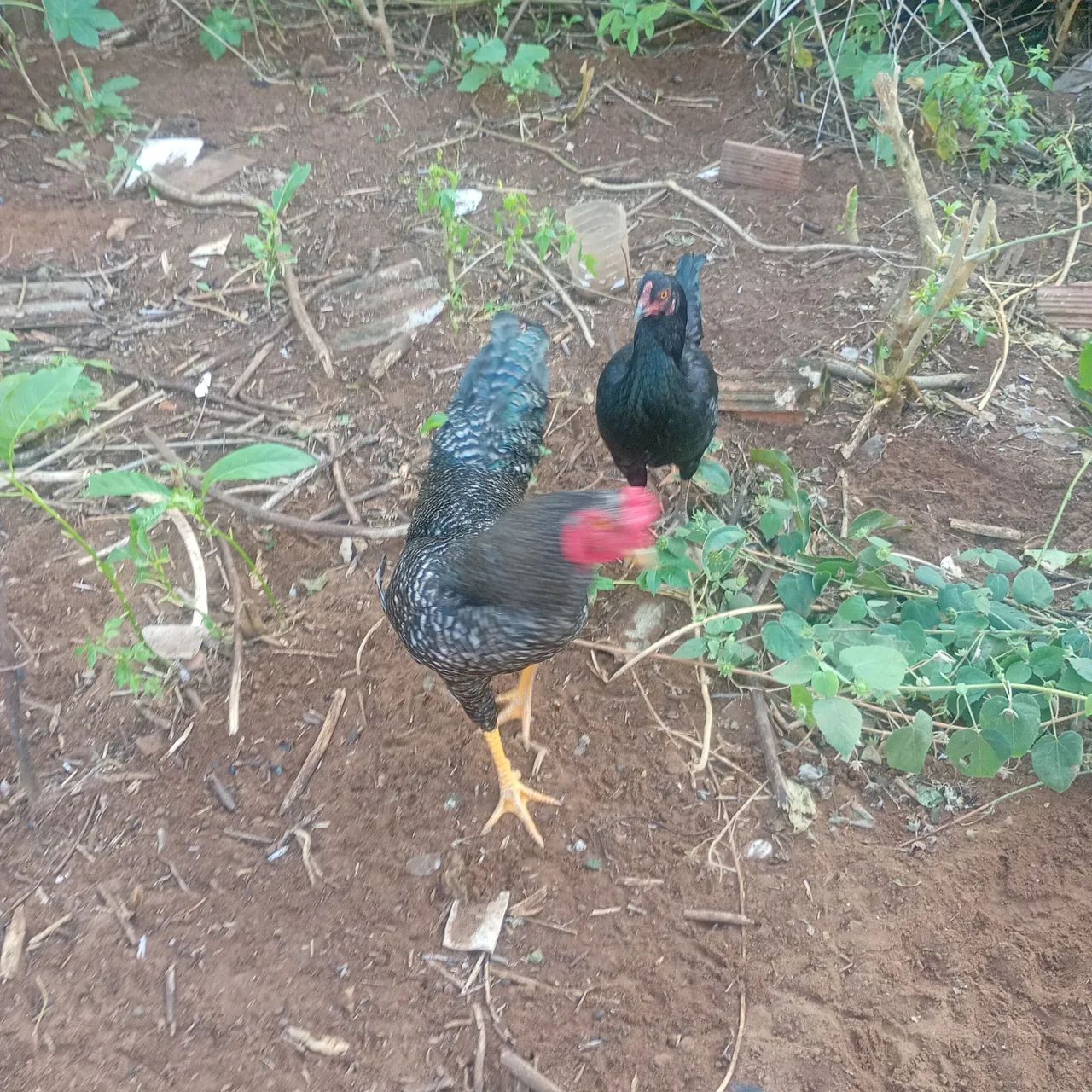 Vendo galo e galinha - Foto 3