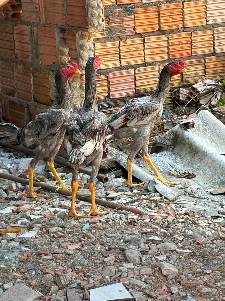 Frango e galinha - Foto 2