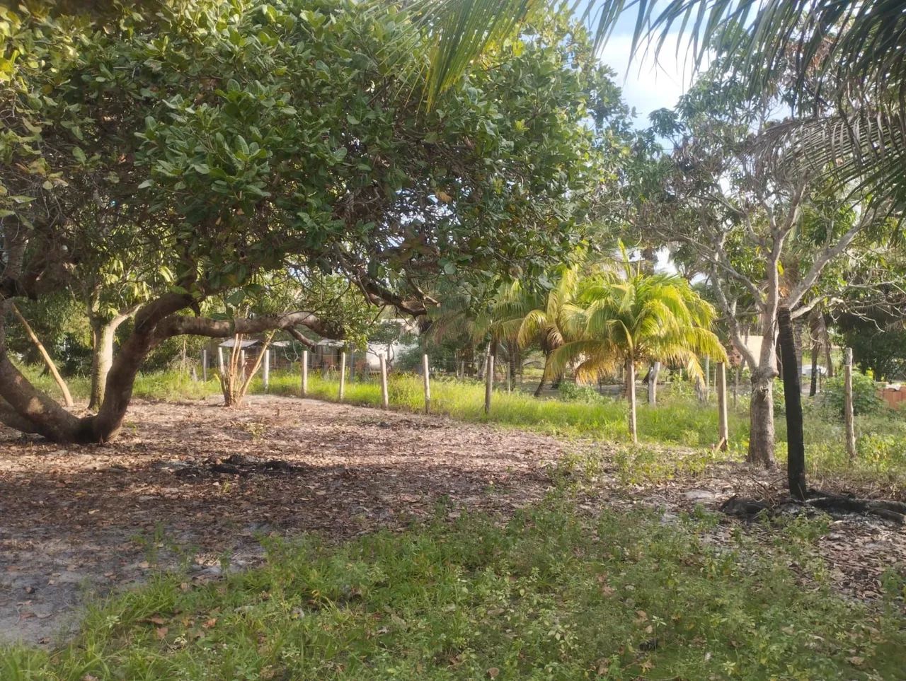 TERRENO EM NOVA VI ÇOSA BA  - Foto 2