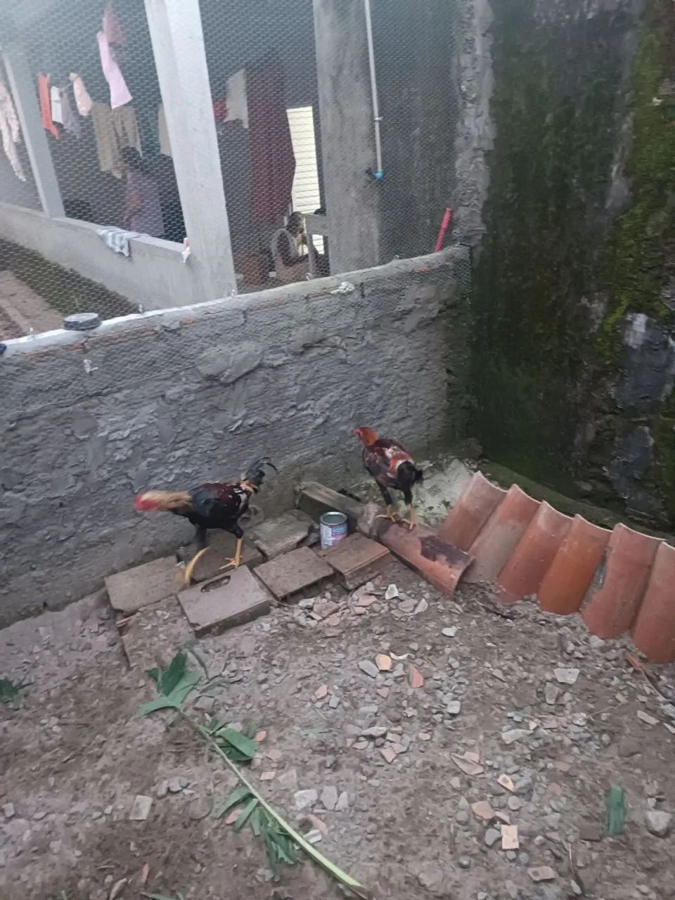 Galinha caipira 