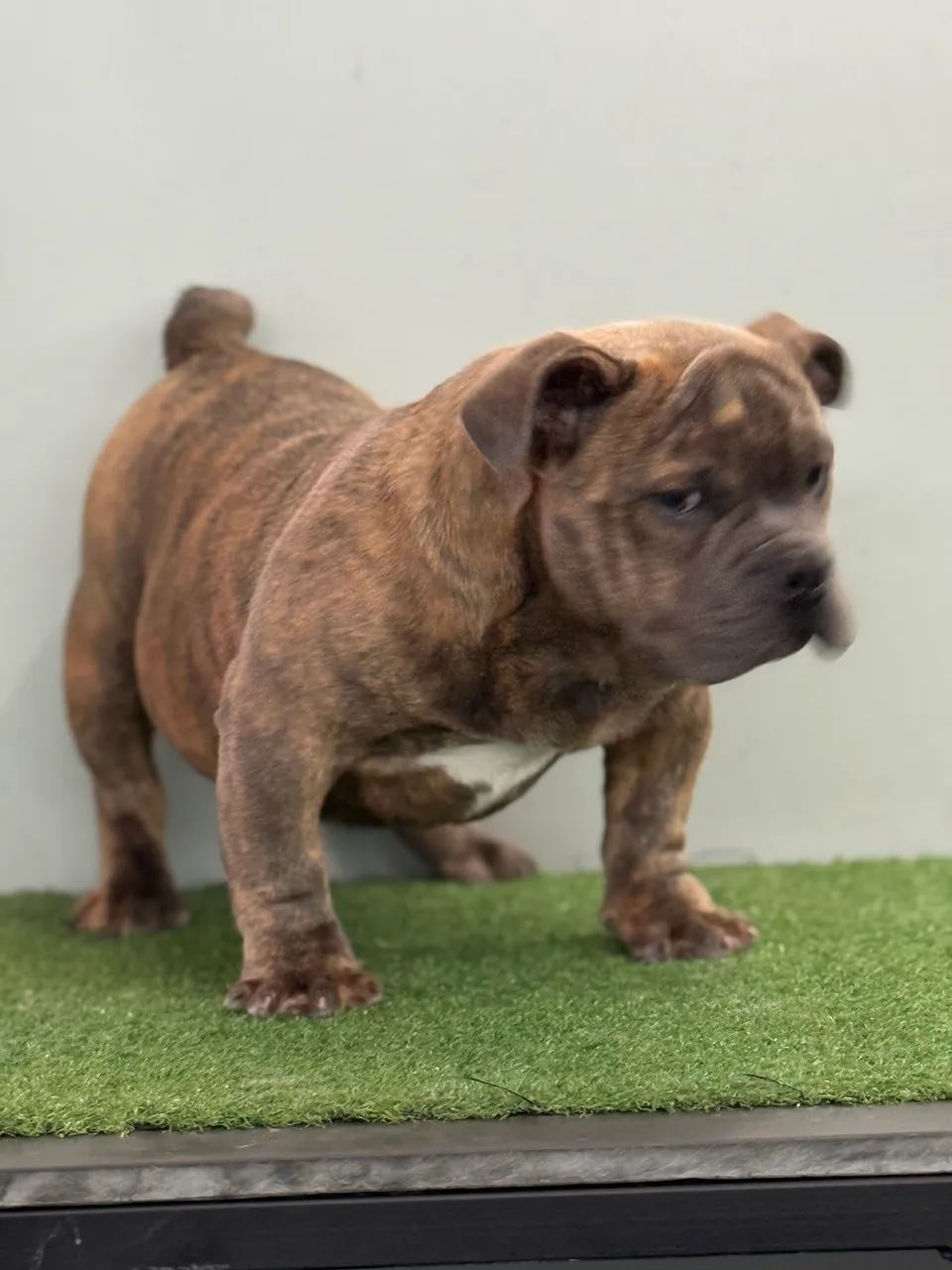 Filhote de American Bully  - Foto 4