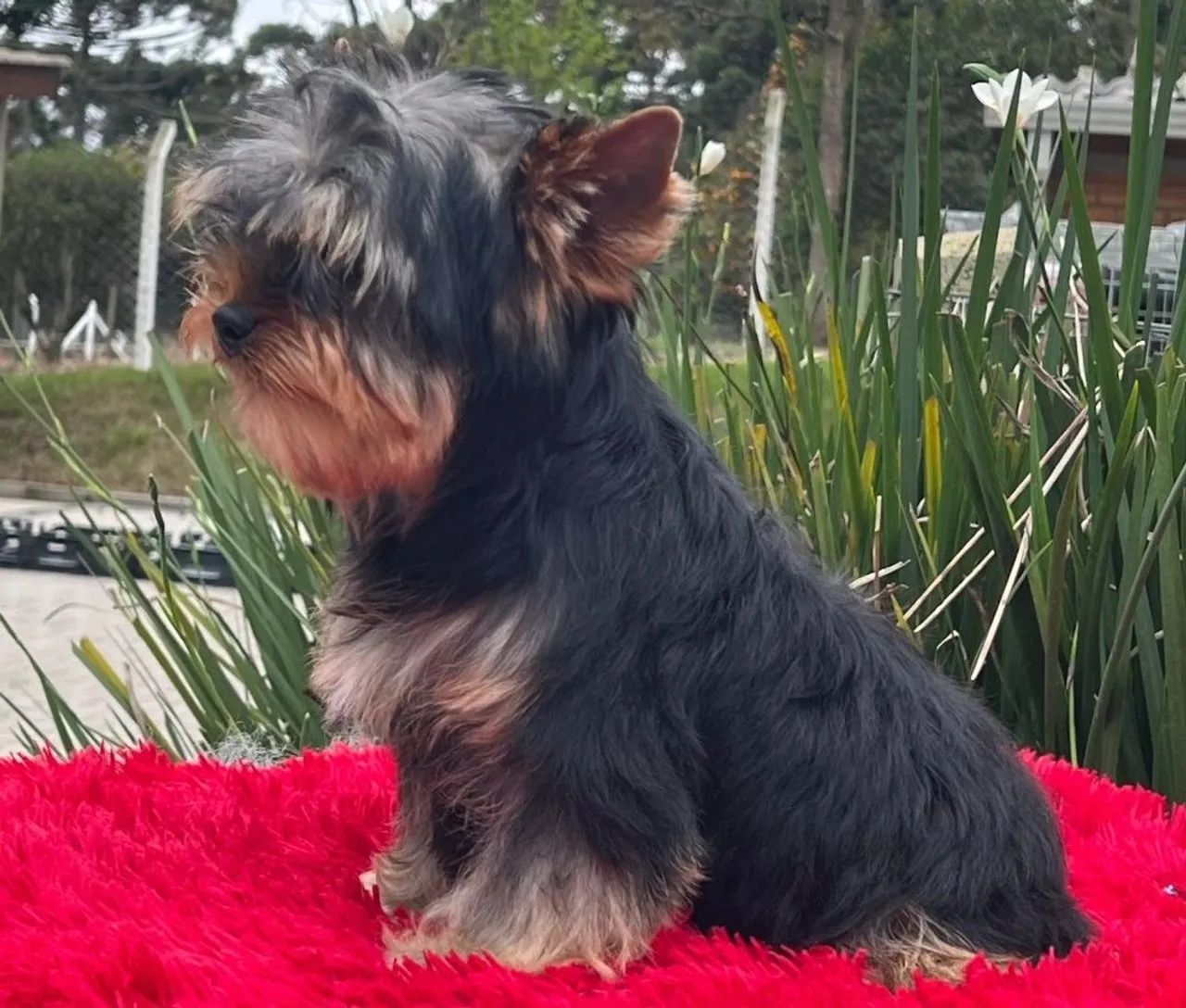 Yorkshire terrier macho  - Foto 3