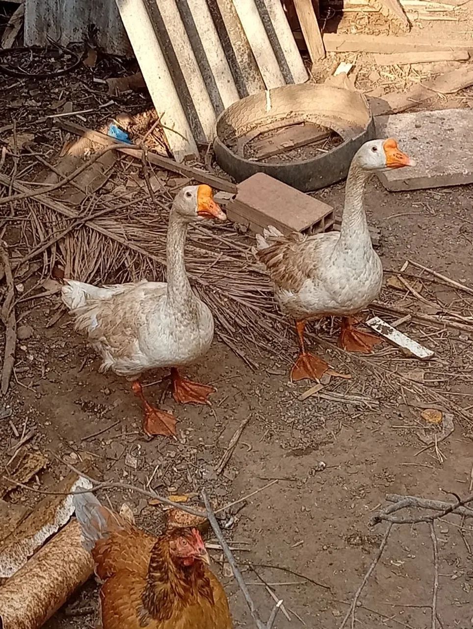 Ganso macho disponível. - Foto 4