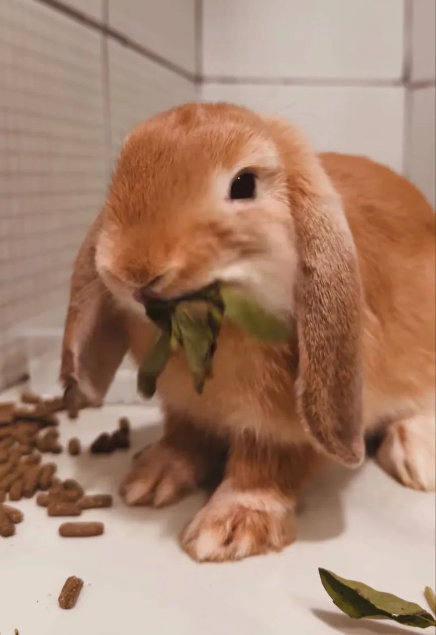 Coelho Mini Lop 