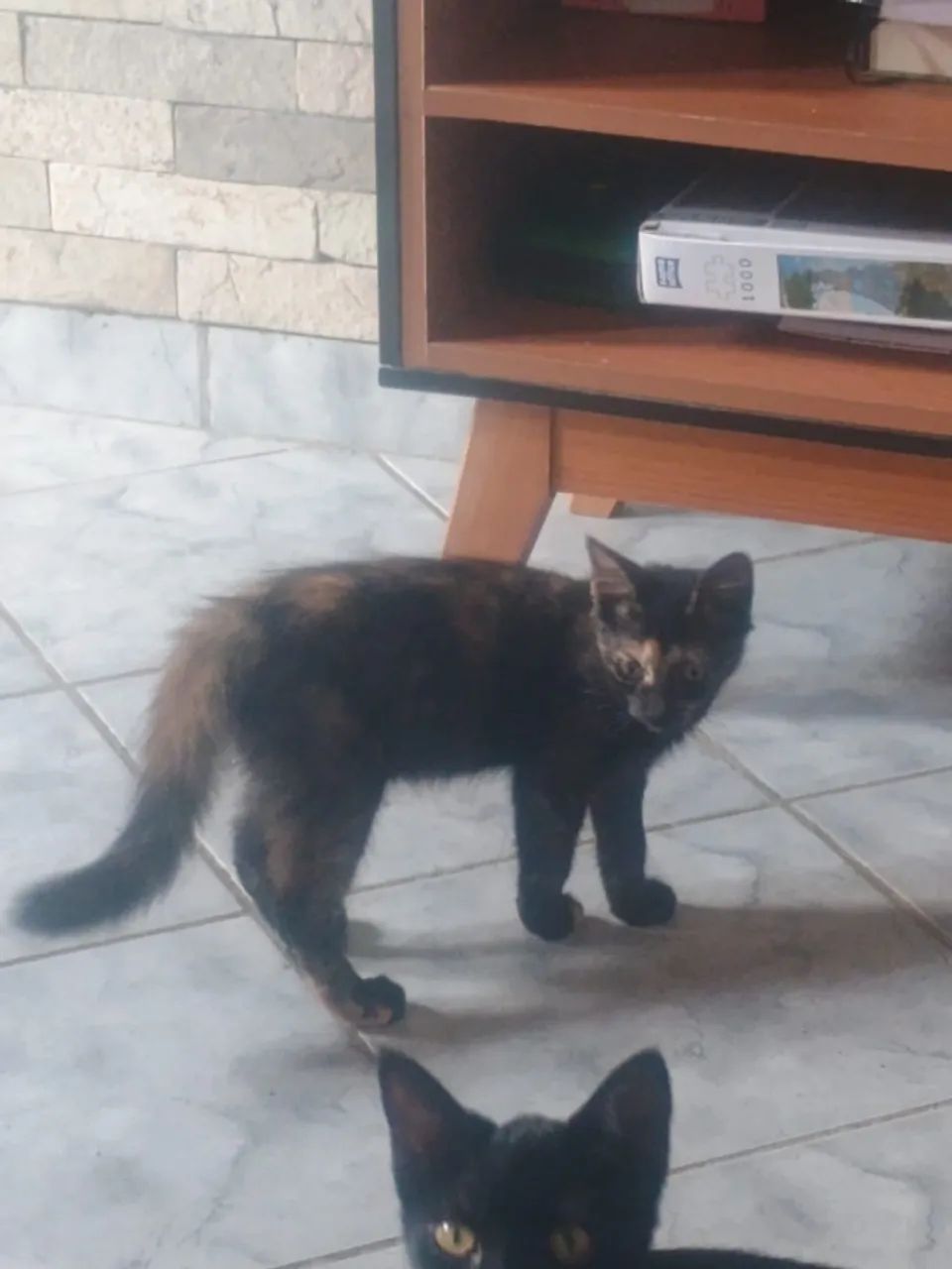 Gatinhos para adoção - Foto 2