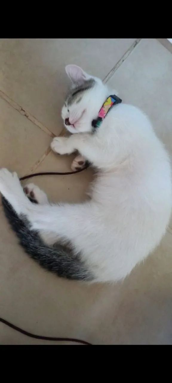 Gatinho para adoção 