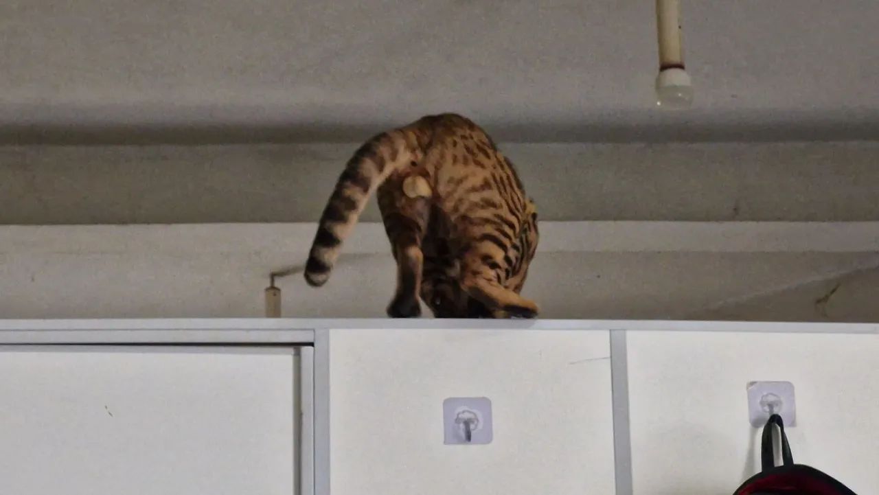 Bengal - Foto 3