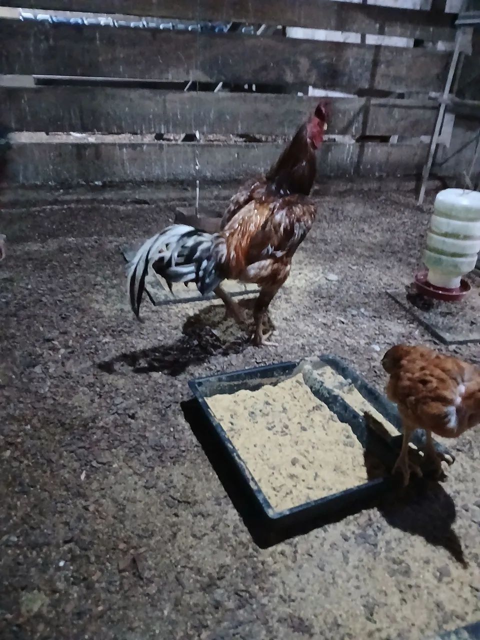 Vendo criação galos e galinhas indio gigante .