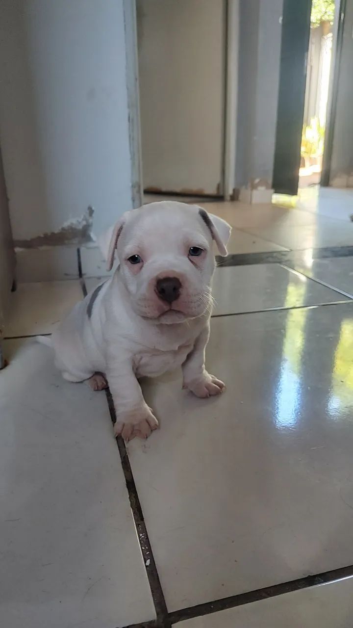 Disponível  - Foto 3