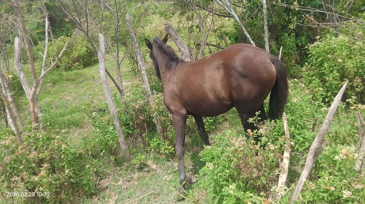 Porda mestiça  - Foto 5