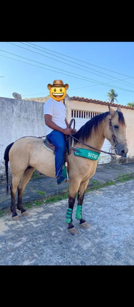 Linda égua QM  - Foto 6