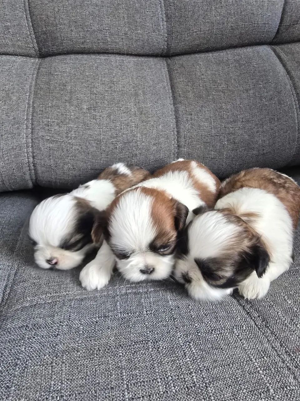 Shih Tzus 