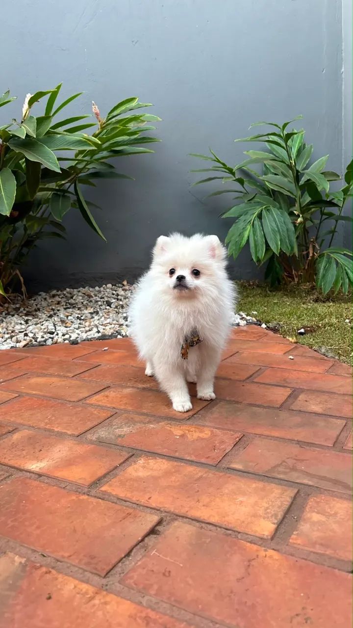 Spitz Alemão 