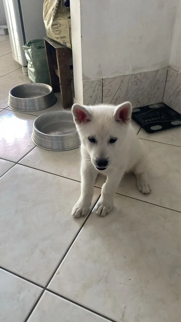Akita Inu