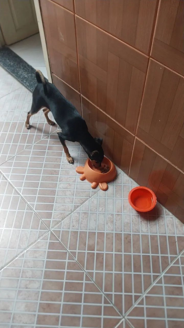 Cachorrinho  - Foto 3