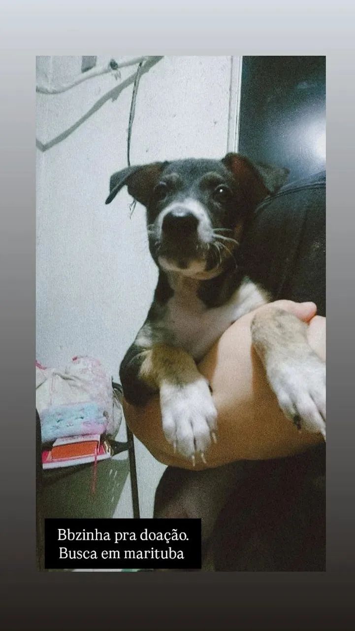 Doação  - Foto 2