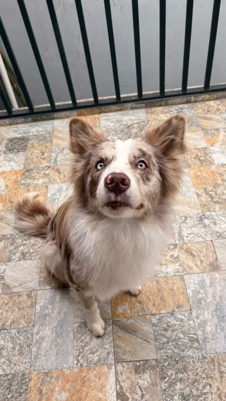 Vendo Border Collie