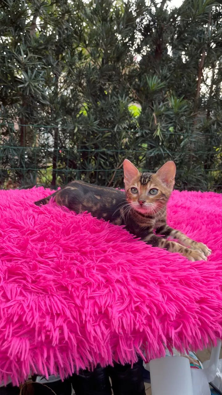 Bengal  - Foto 5