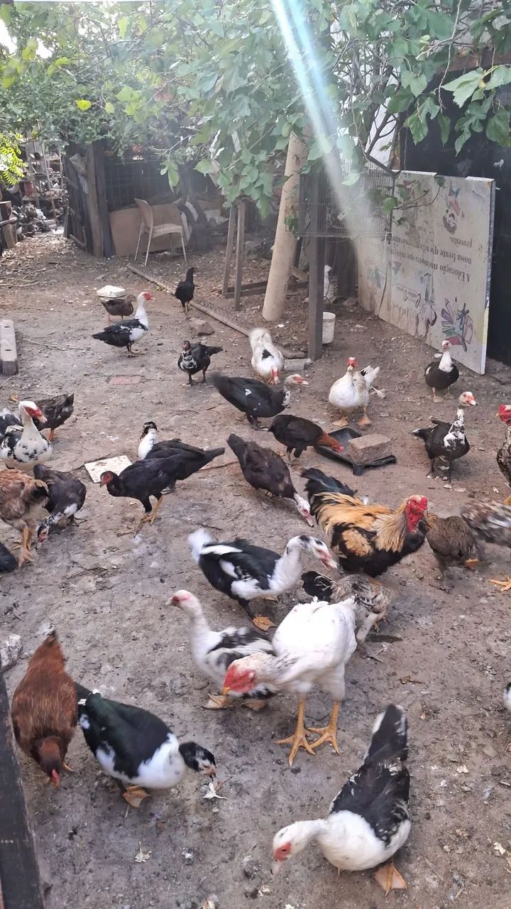 VENDO GALINHAS E PATOS  - Foto 4