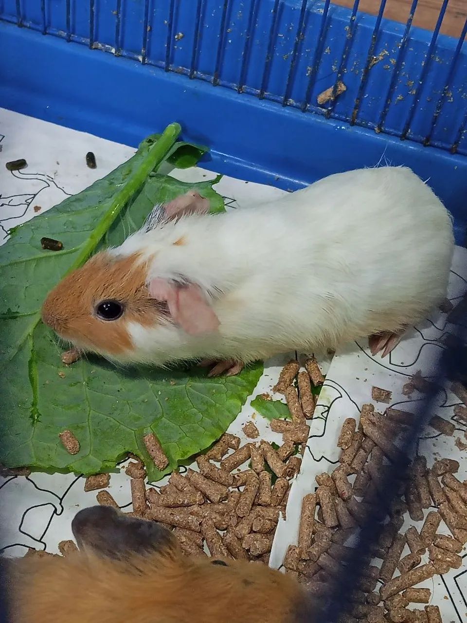 Vendo cabritinho, coelho, pintinhos, codornas - Foto 5