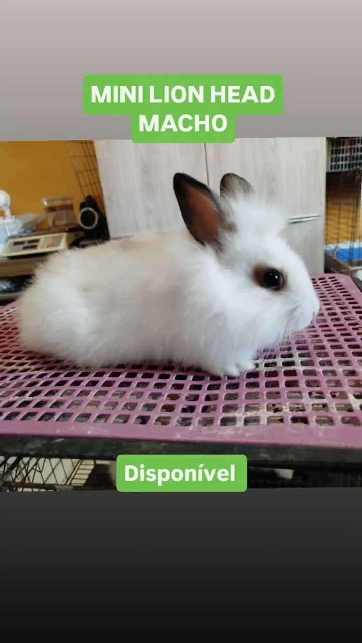 Mini Coelho Lion Head  - Foto 3