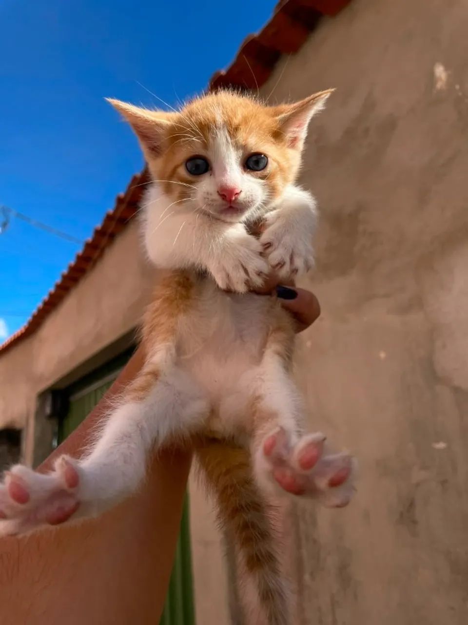 Quatro filhotinhos resgatados procuram um lar cheio de amor  - Foto 4