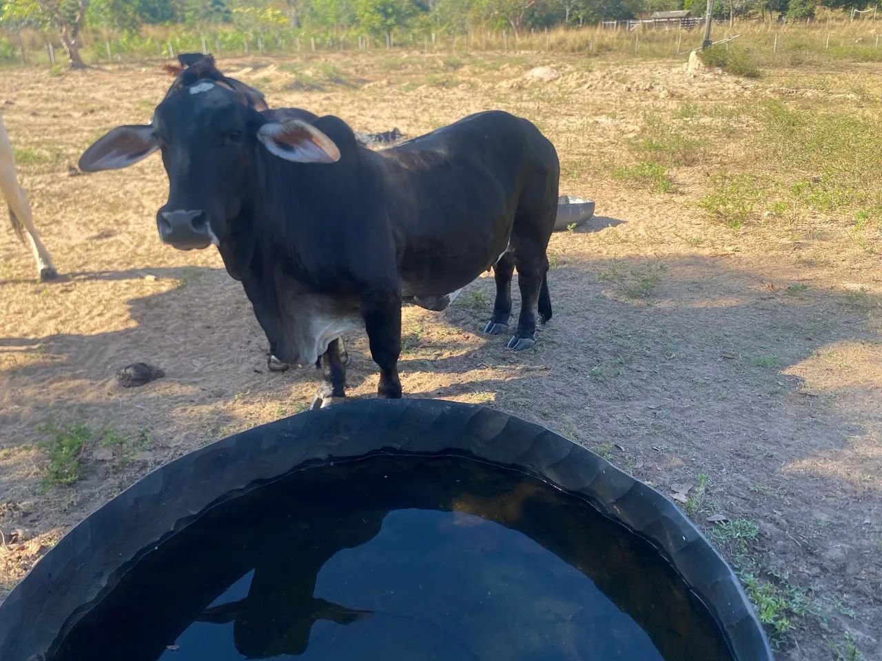 Vaca pequena - Foto 2