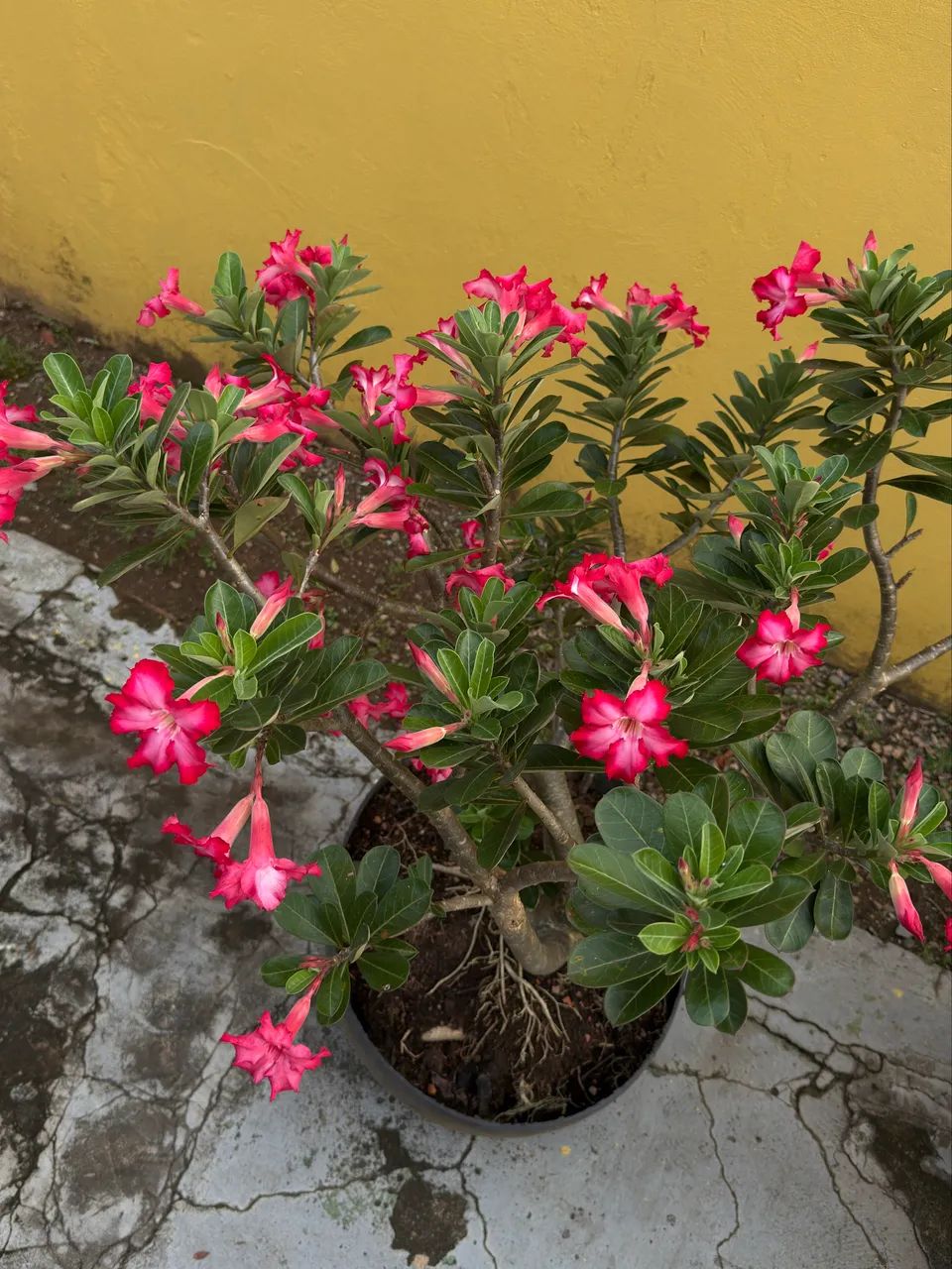 Rosa do deserto - Foto 4