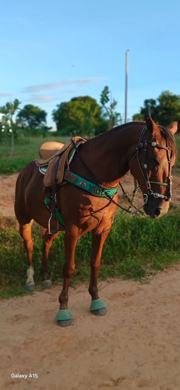 Cavalo quarto de milha de vaquejada  - Foto 2